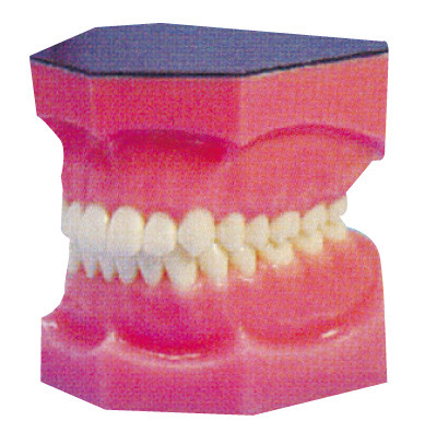 Amplified dental teeth model for Internship and Medical Students Training