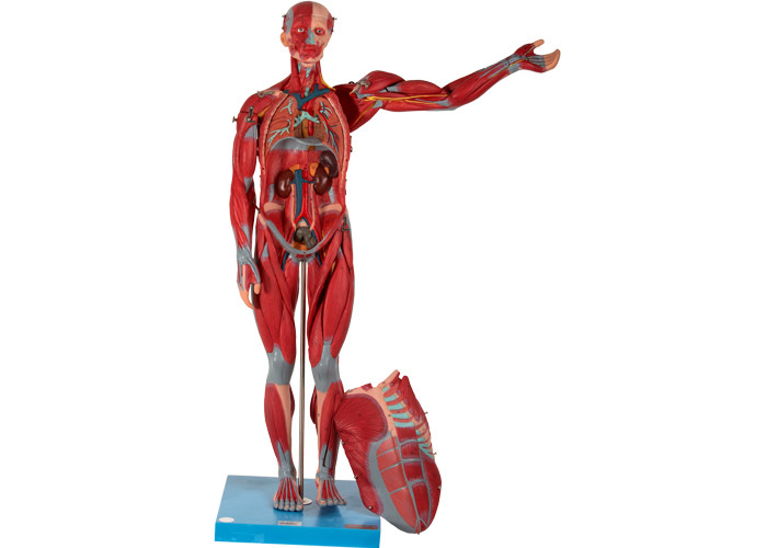 Male Internal Organ Human Muscle Anatomy Model PVC For Medical School Training