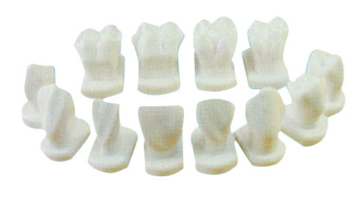 12 Kinds of Tooth Morphology Model For Anatomical , dental patient education models