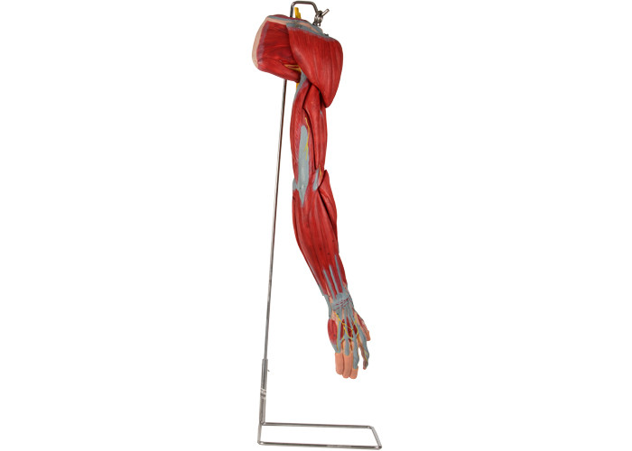 Arm PVC Human Anatomy Model With Main Vessels Nerves