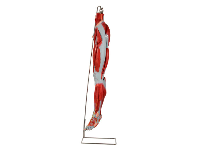 PVC Muscle Leg Anatomy Model With Main Vessels Nerves For Training