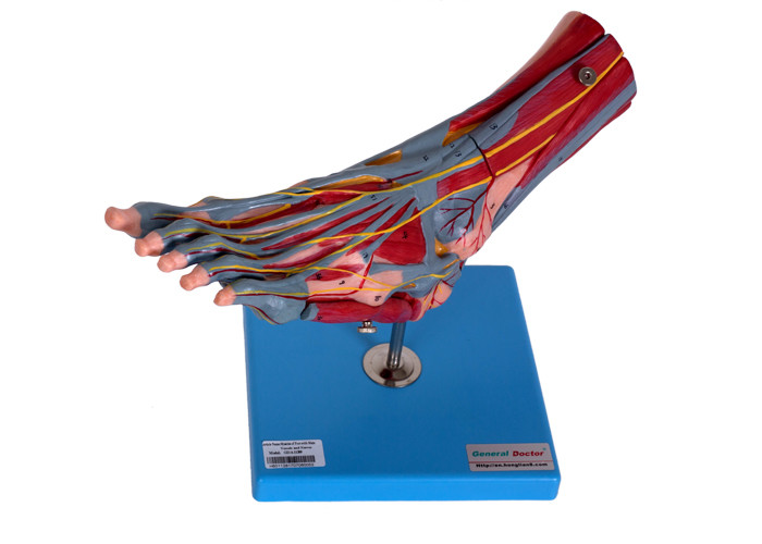 Foot Muscles Human Anatomy Model With Vessels Nerves