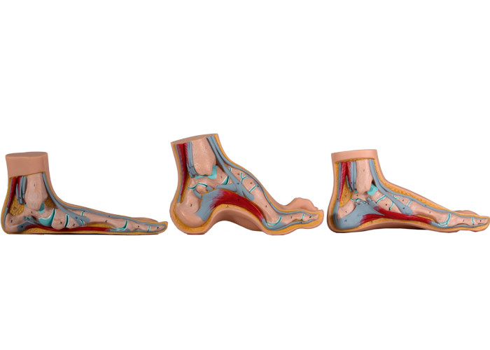 Normal / Flat / Arched Anatomical Foot Model For Medical Training