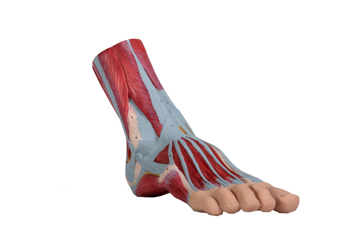 Foot Human Anatomy Model PVC Muscle Painted Color For Training