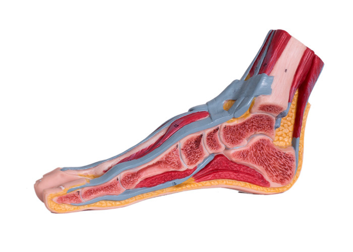 Median Sagittal Section PVC Foot Anatomy Model With Muscle Vessels