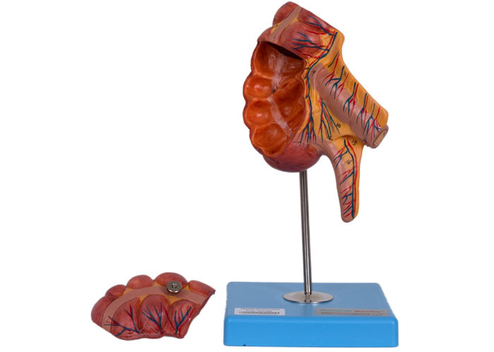 PVC Appendix Caecum Human Anatomy Model 17 Positions For Medical Training