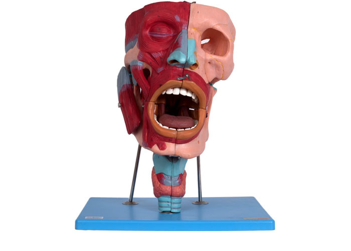 Human Anatomical Head Model With Nasal Oral Pharynx Larynx Cacities