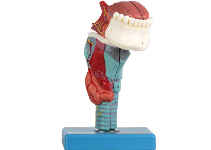 Larynx Human Anatomy Model 5 Parts Shows Anatomical Structure