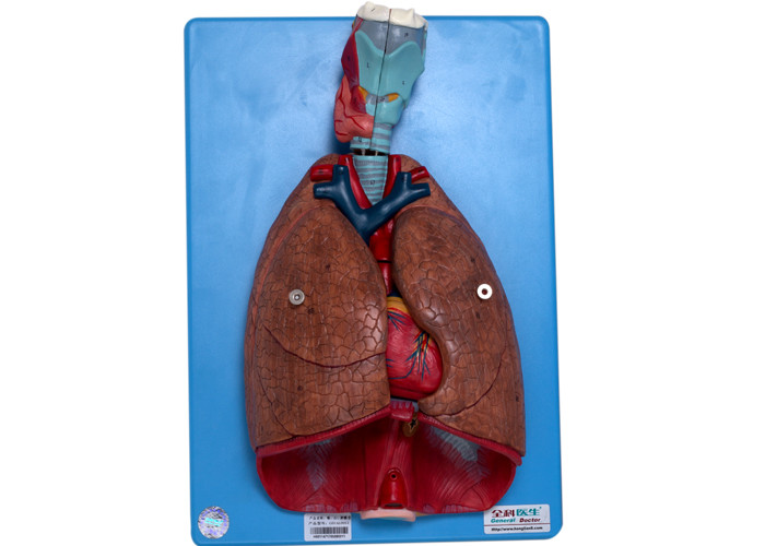 Larynx Heart Lung Blood Vessels Human Anatomy Model For Training