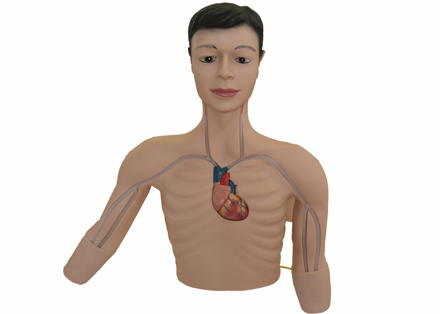 Male Adult Torso Clinical Simulation Center Peripheral Demonstration Manikin