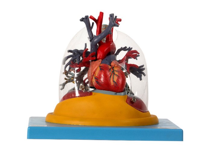 Transparent  Lung Human Anatomy Model Trachea And Bronchial Tree With Heart