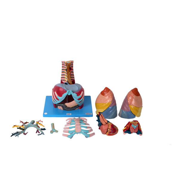 Thoracic Cavity Anatomy Model With 17 Parts For Medical School Training