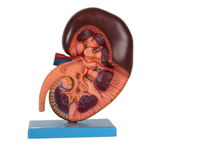 ISO 14001 Kidney Human Anatomy Model For Colleges Training