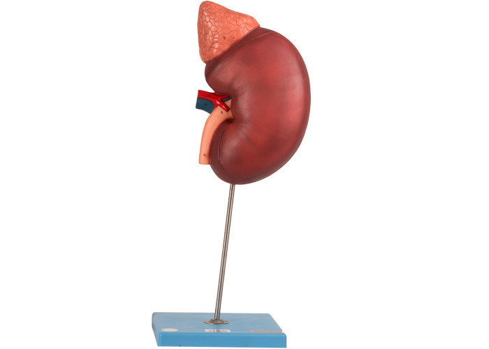Kidney And Paranephyros Anatomy Model Contains 12 Parts For Training