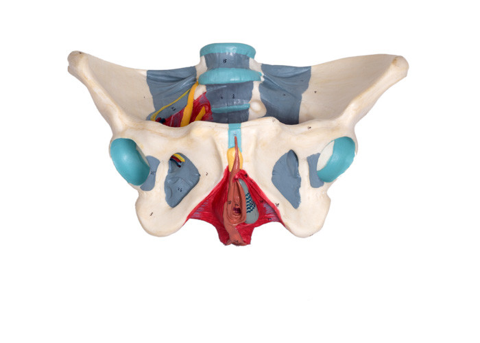 Female Pelvic Model With Ligaments For Medical Schools Training