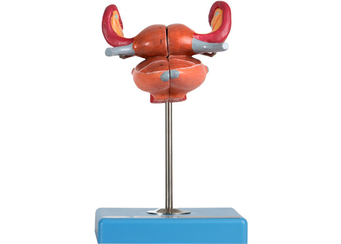 Anatomical Uterus Model With Bladder Uterus Vaginal Ureter And Ovary