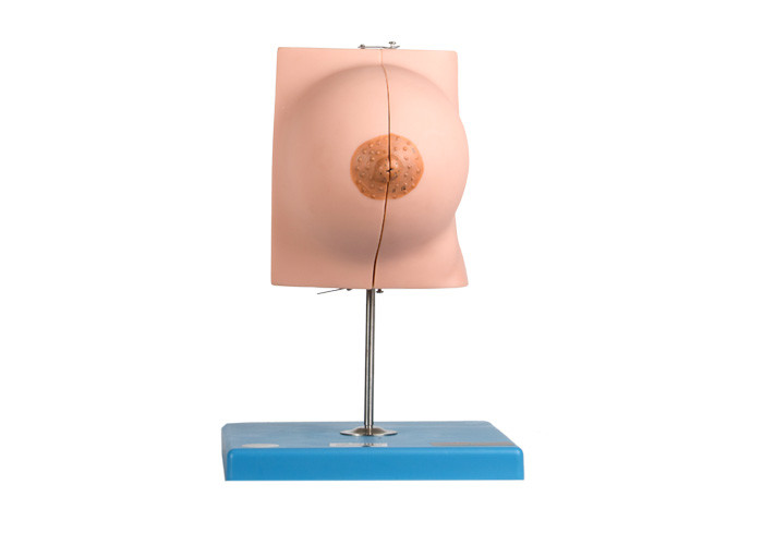 Hospital Training Anatomy Breast Model With 2 Parts In Resting Period