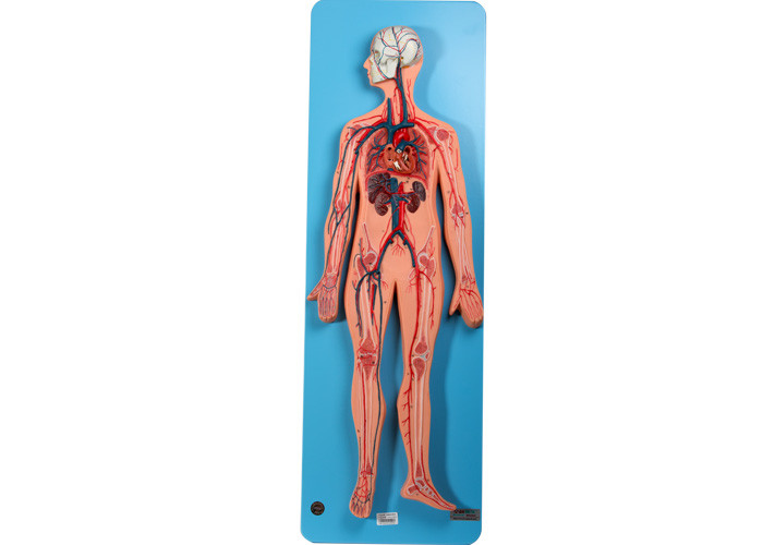 Circulatory System Anatomy Model Include Arteries And Vein For Training