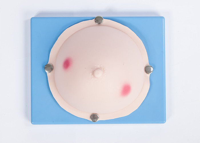 Women Mammary / Breast Abscess Examination Gynecologic Simulator CE / SGS