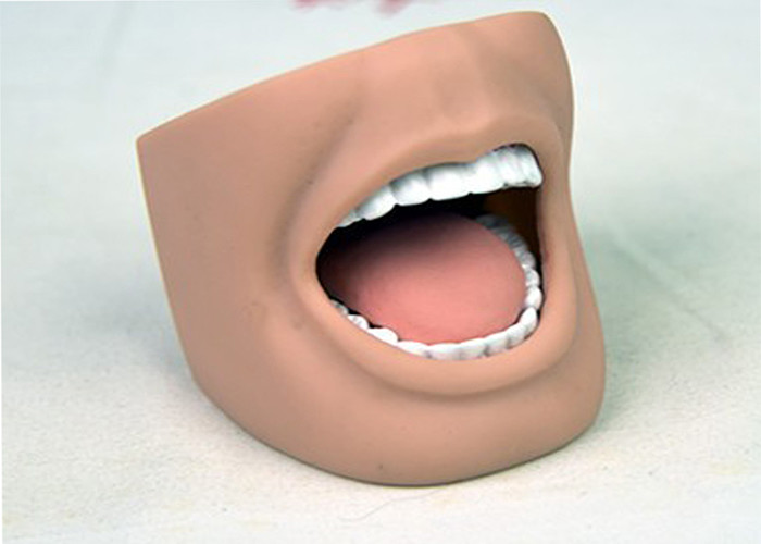 Dental Nursing Manikin Adult Mouth Model With Full Teeth ISO 9001-2000