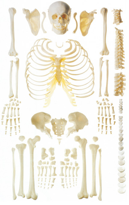 Scattered bone human skeleton anatomy model for bone demonstration