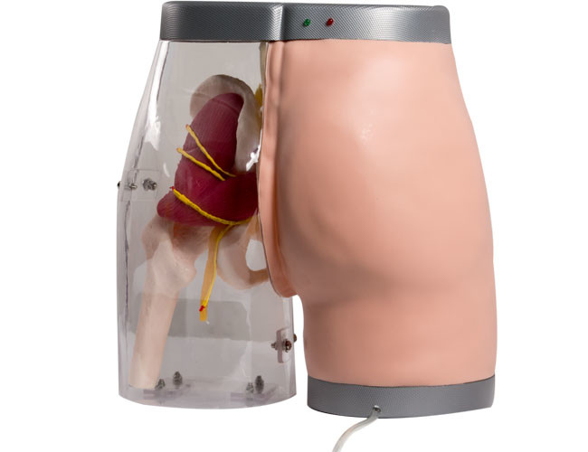 Skin Color VC Intramuscular Injection Buttock Model