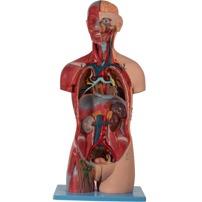 Skin Color Sexless Torso Human Anatomy Model With Inner Structures