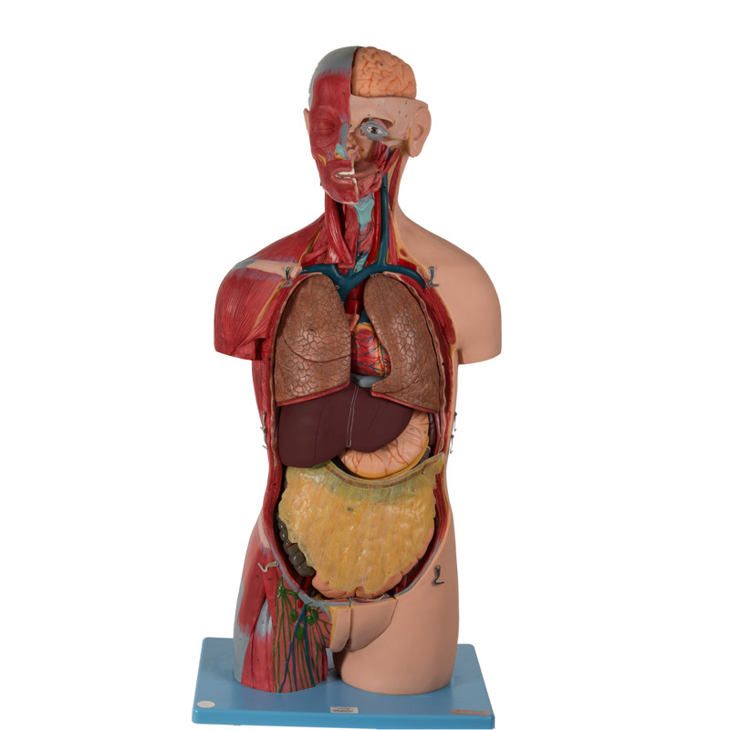 20 Parts Sexless Torso Anatomical Model With Inner Organs