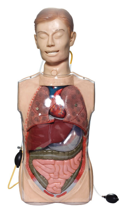 Transparent Gastric Lavage Simulators with Anatony Organs for Clinical Training