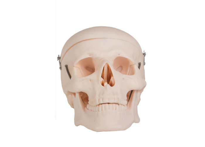 Realistic Adult Skull Human Anatomy Model For Colleges Training