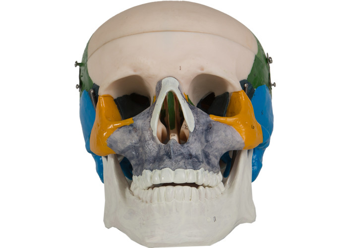Coloring Anatomy PVC Adult Skull Bone Model School Training