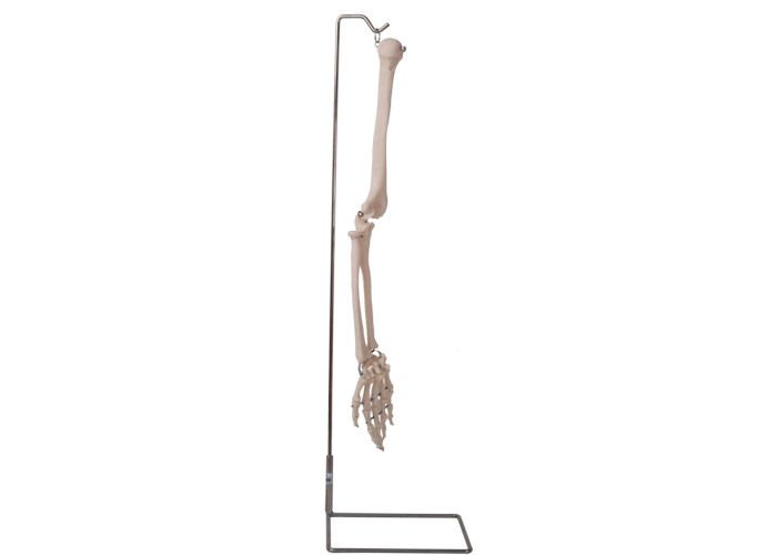 ISO 9001 Anatomy Human Arm Bone Model 3D for Anatomical Teaching