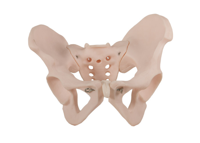 ISO 14001 Female Pelvis Human Anatomical Model With PVC Material