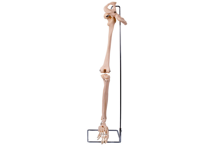 PVC 3D Lower Limb Hip Bone Model For Medical Training